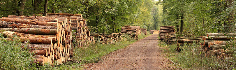 Holzstämme liegen am Rand eines Waldweges